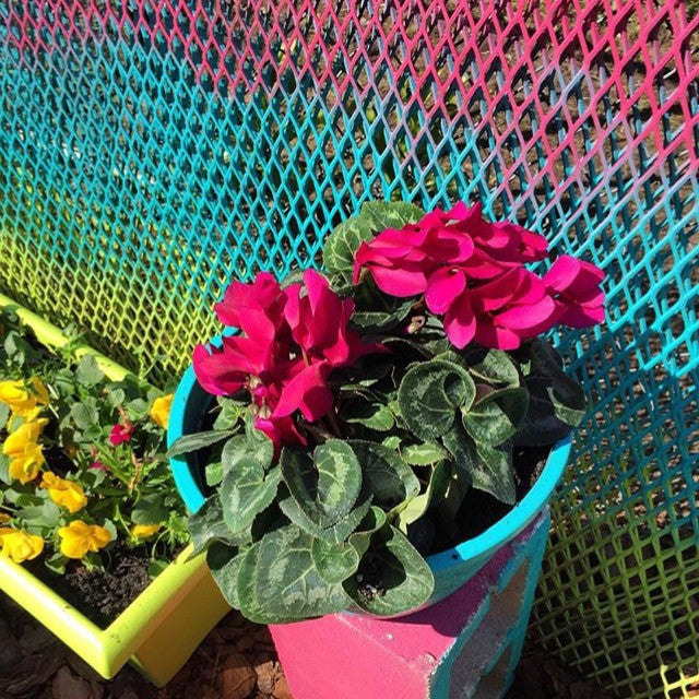 Our New Healing Garden