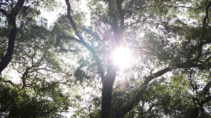 Our Field Trip to Jacksonville Arboretum & Gardens