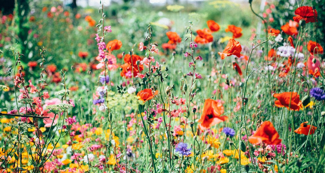 Spring