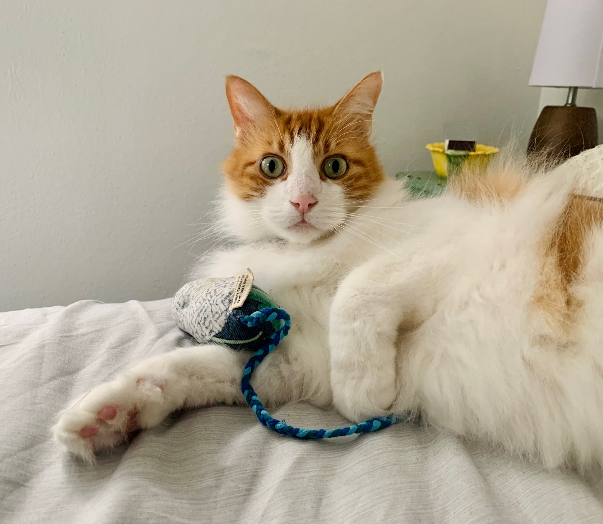 Cat's Best Friend / Mouse