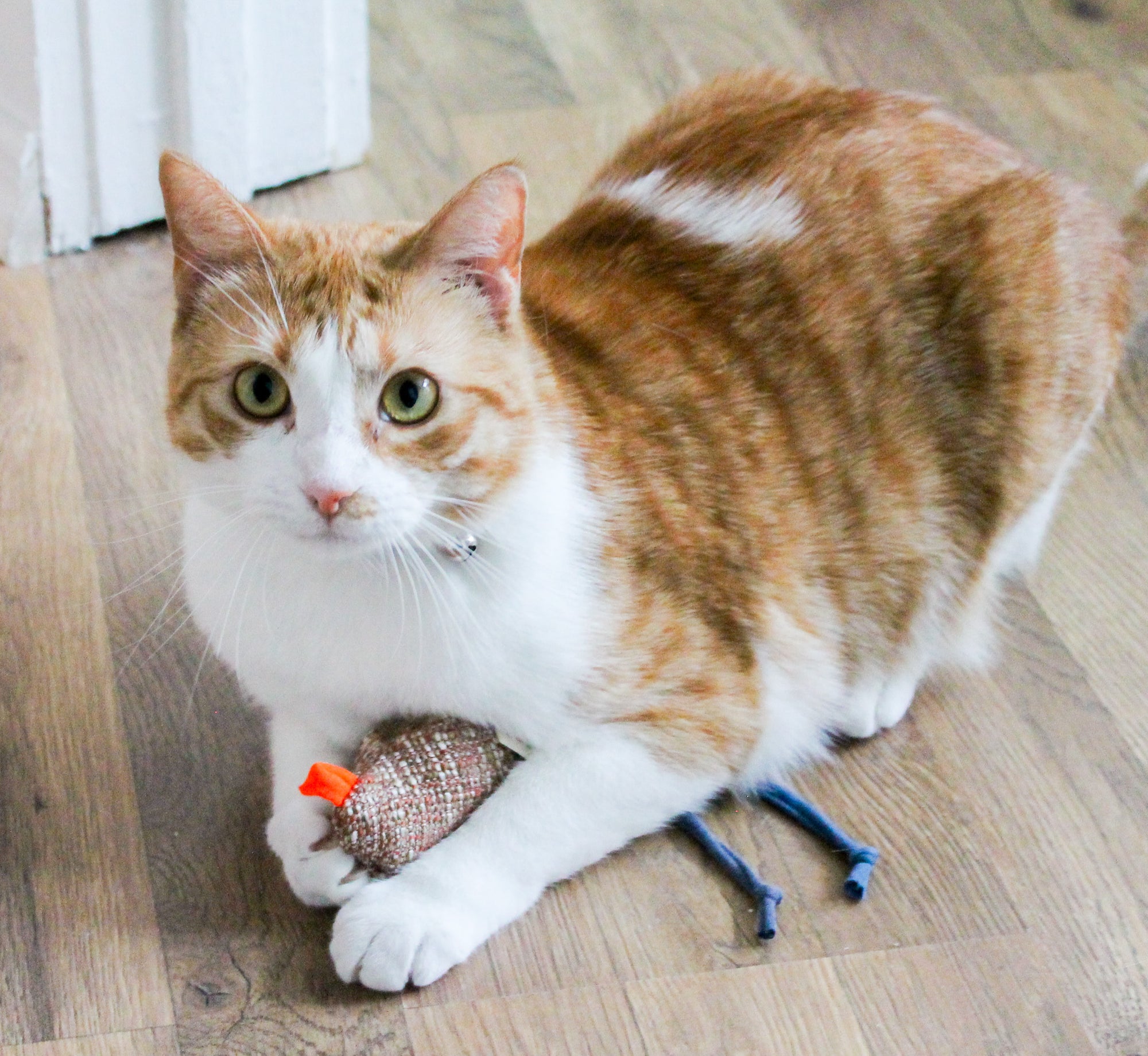 Cat's Best Friend / Bird