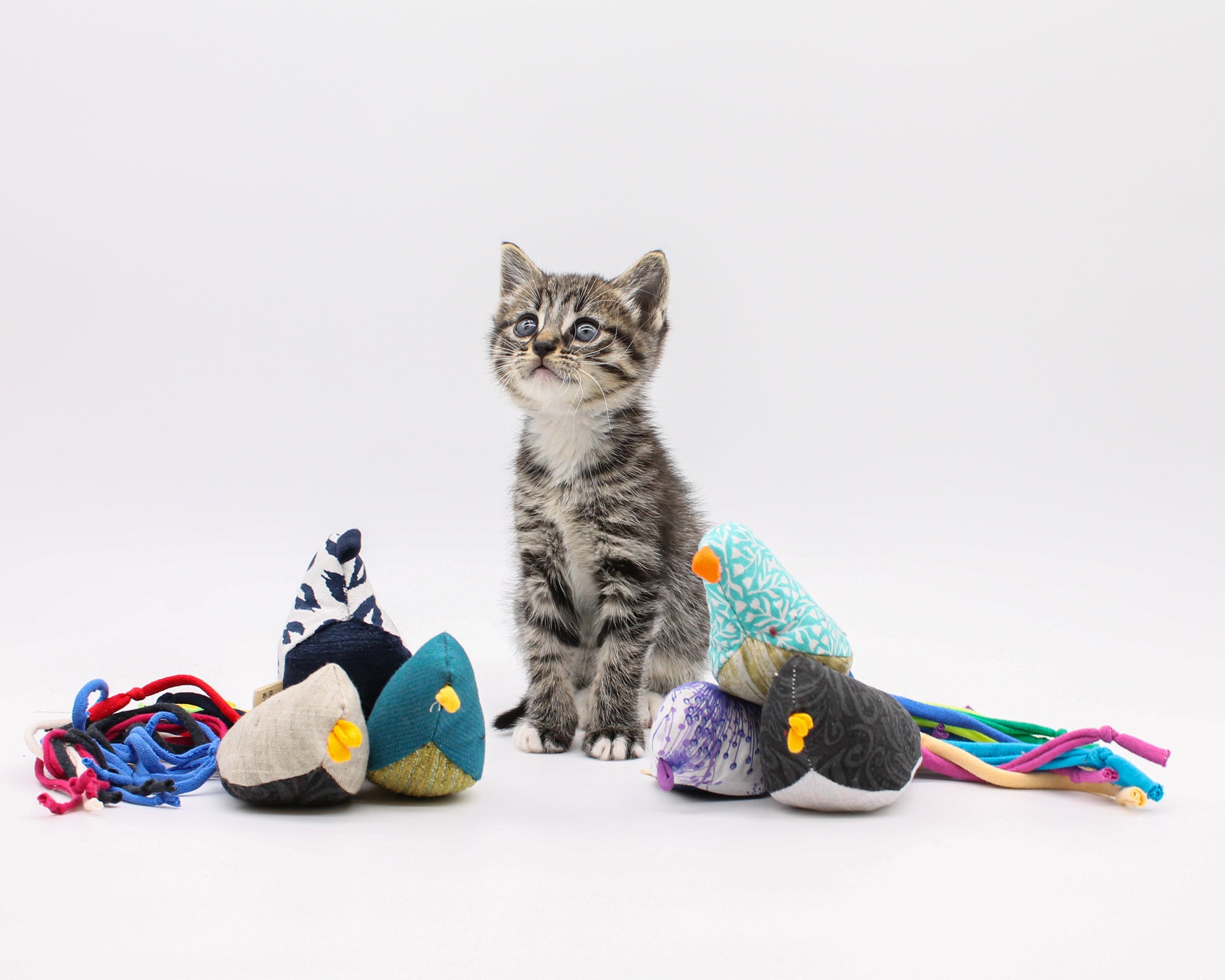 Cat's Best Friend / Bird