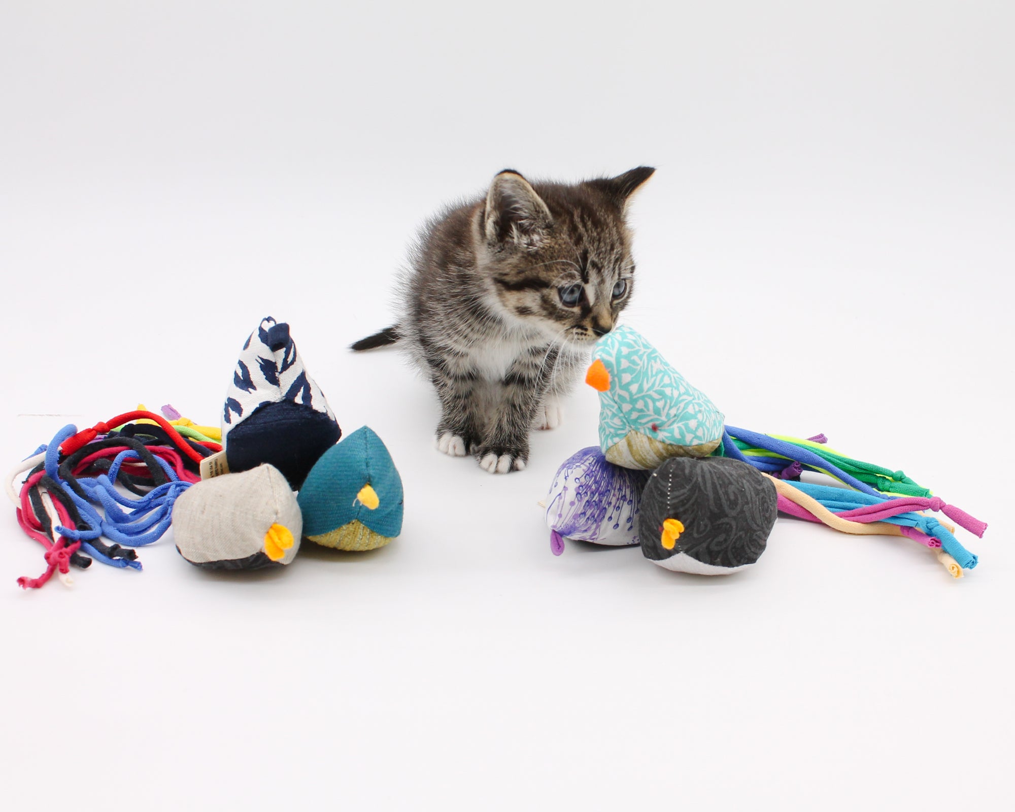 Cat's Best Friend / Bird