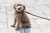 Braided Leather Dog Collar / Large